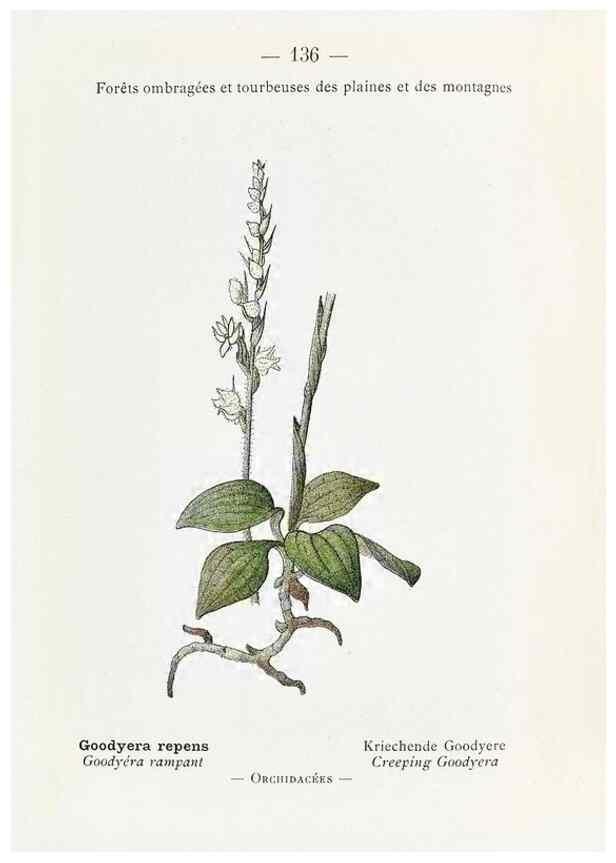 Reproducción/Reproduction 49345565061: Nouvelle flore coloriée de poche des Alpes et des Pyrénées.. Paris,Klincksieck,1906-1912.. 