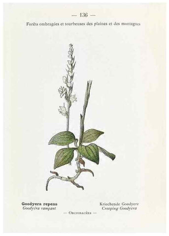 Reproducción/Reproduction 49345565061: Nouvelle flore coloriée de poche des Alpes et des Pyrénées.. Paris,Klincksieck,1906-1912.. 