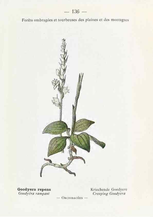 Reproducción/Reproduction 49345565061: Nouvelle flore coloriée de poche des Alpes et des Pyrénées.. Paris,Klincksieck,1906-1912.. 