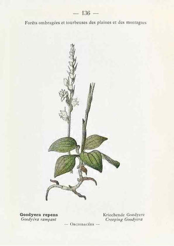 Reproducción/Reproduction 49345565061: Nouvelle flore coloriée de poche des Alpes et des Pyrénées.. Paris,Klincksieck,1906-1912.. 