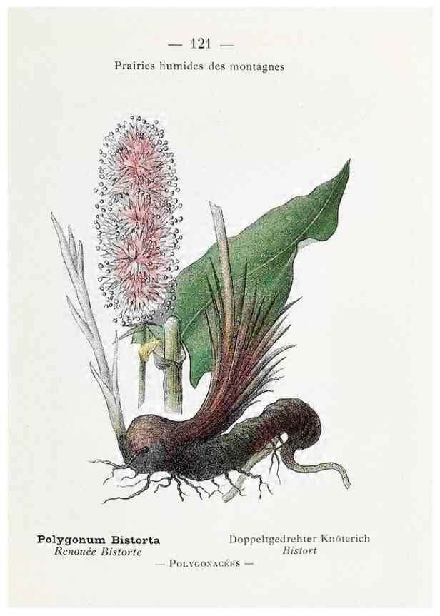 Reproducción/Reproduction 49345559026: Nouvelle flore coloriée de poche des Alpes et des Pyrénées.. Paris,Klincksieck,1906-1912.. 