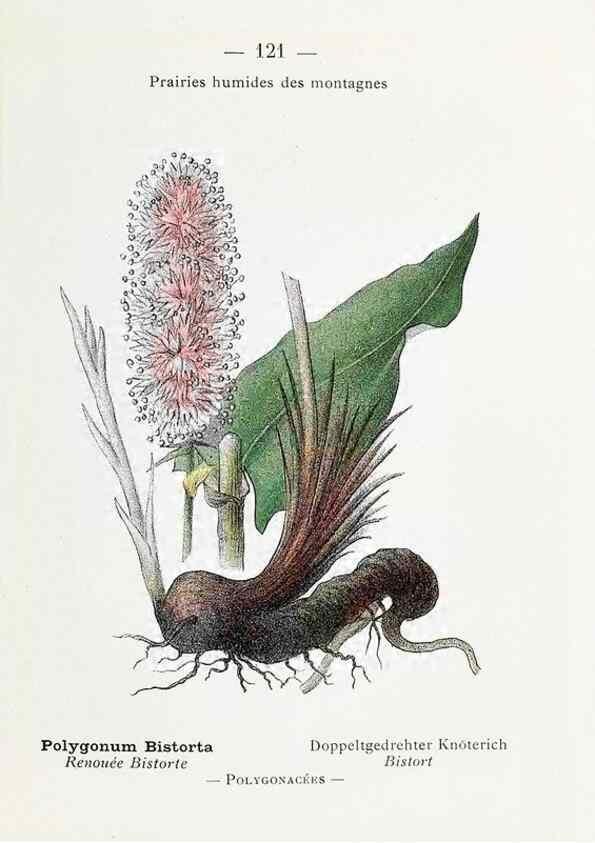 Reproducción/Reproduction 49345559026: Nouvelle flore coloriée de poche des Alpes et des Pyrénées.. Paris,Klincksieck,1906-1912.. 