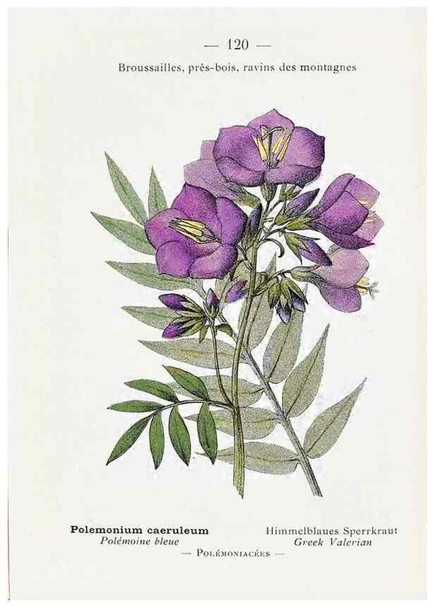 Reproducción/Reproduction 49345558576: Nouvelle flore coloriée de poche des Alpes et des Pyrénées.. Paris,Klincksieck,1906-1912.. 