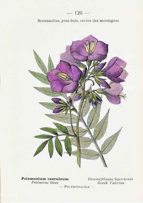 Reproducción/Reproduction 49345558576: Nouvelle flore coloriée de poche des Alpes et des Pyrénées.. Paris,Klincksieck,1906-1912.. 