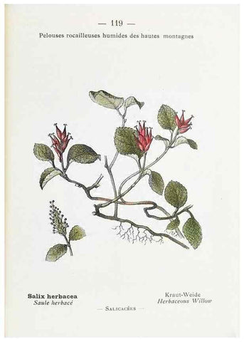 Reproducción/Reproduction 49345097018: Nouvelle flore coloriée de poche des Alpes et des Pyrénées.. Paris,Klincksieck,1906-1912.. 