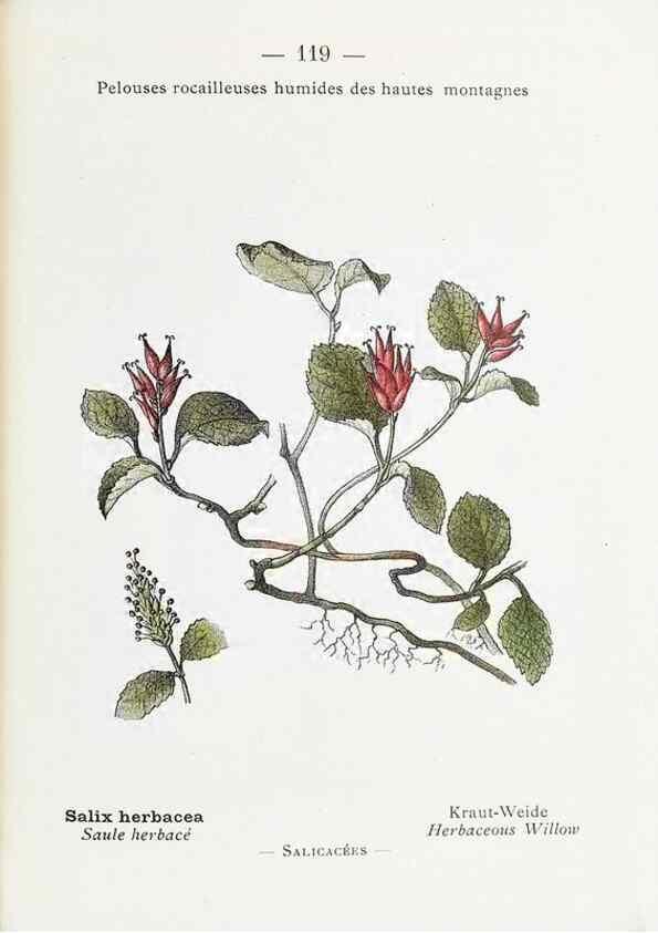 Reproducción/Reproduction 49345097018: Nouvelle flore coloriée de poche des Alpes et des Pyrénées.. Paris,Klincksieck,1906-1912.. 