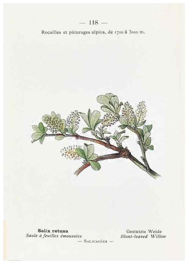 Reproducción/Reproduction 49345769542: Nouvelle flore coloriée de poche des Alpes et des Pyrénées.. Paris,Klincksieck,1906-1912.. 