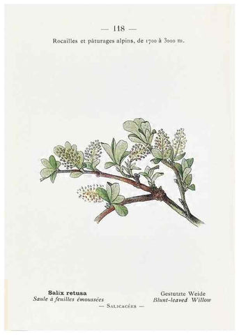 Reproducción/Reproduction 49345769542: Nouvelle flore coloriée de poche des Alpes et des Pyrénées.. Paris,Klincksieck,1906-1912.. 