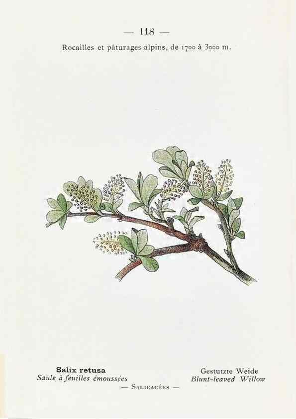 Reproducción/Reproduction 49345769542: Nouvelle flore coloriée de poche des Alpes et des Pyrénées.. Paris,Klincksieck,1906-1912.. 