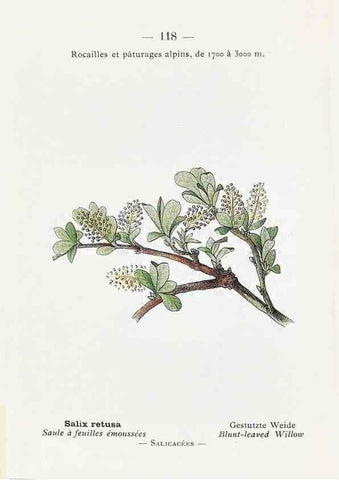 Reproducción/Reproduction 49345769542: Nouvelle flore coloriée de poche des Alpes et des Pyrénées.. Paris,Klincksieck,1906-1912.. 