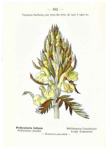 Reproducción/Reproduction 49345547716: Nouvelle flore coloriée de poche des Alpes et des Pyrénées.. Paris,Klincksieck,1906-1912.. 