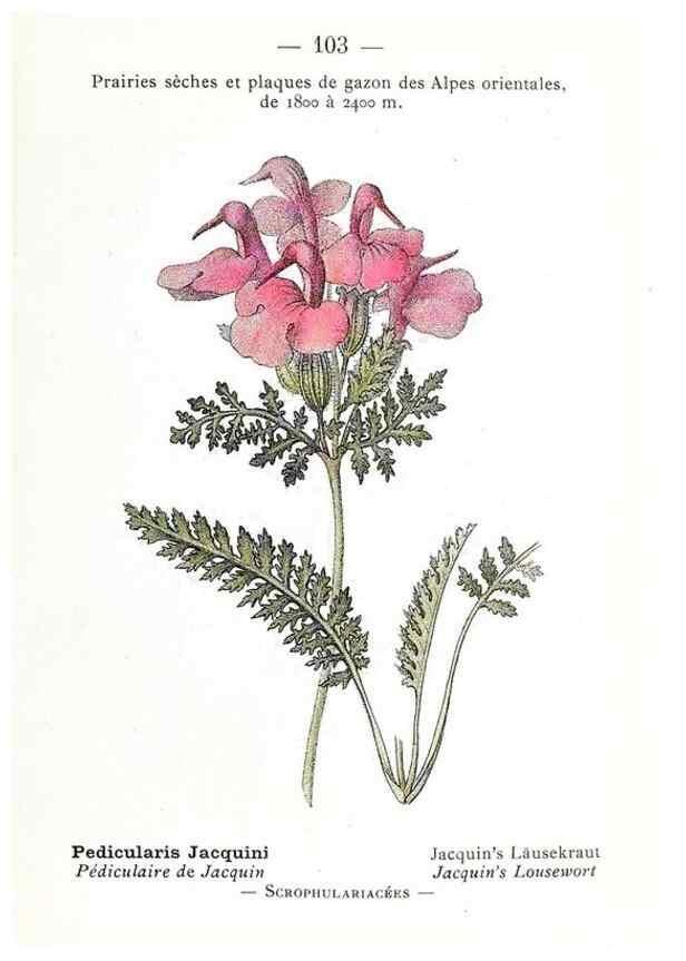 Reproducción/Reproduction 49345086908: Nouvelle flore coloriée de poche des Alpes et des Pyrénées.. Paris,Klincksieck,1906-1912.. 