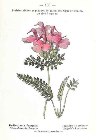 Reproducción/Reproduction 49345086908: Nouvelle flore coloriée de poche des Alpes et des Pyrénées.. Paris,Klincksieck,1906-1912.. 