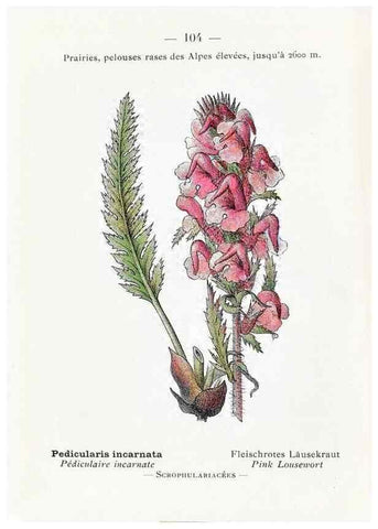 Reproducción/Reproduction 49345548486: Nouvelle flore coloriée de poche des Alpes et des Pyrénées.. Paris,Klincksieck,1906-1912.. 