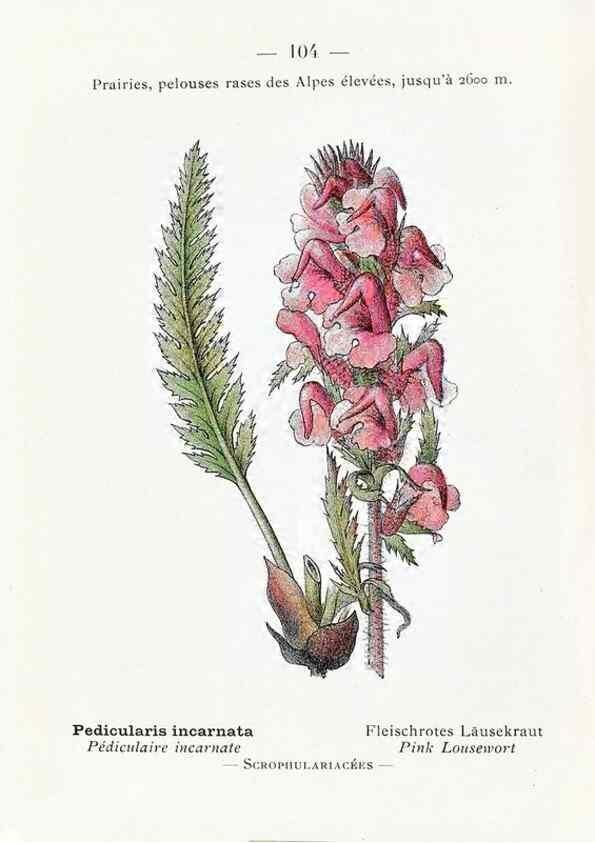 Reproducción/Reproduction 49345548486: Nouvelle flore coloriée de poche des Alpes et des Pyrénées.. Paris,Klincksieck,1906-1912.. 