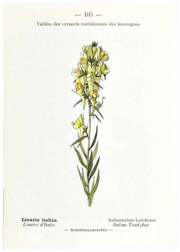Reproducción/Reproduction 49345087658: Nouvelle flore coloriée de poche des Alpes et des Pyrénées.. Paris,Klincksieck,1906-1912.. 