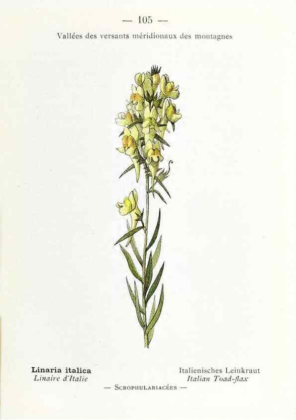 Reproducción/Reproduction 49345087658: Nouvelle flore coloriée de poche des Alpes et des Pyrénées.. Paris,Klincksieck,1906-1912.. 