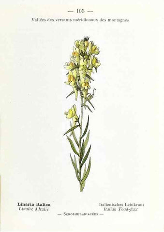Reproducción/Reproduction 49345087658: Nouvelle flore coloriée de poche des Alpes et des Pyrénées.. Paris,Klincksieck,1906-1912.. 