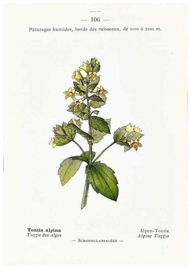 Reproducción/Reproduction 49345761702: Nouvelle flore coloriée de poche des Alpes et des Pyrénées.. Paris,Klincksieck,1906-1912.. 