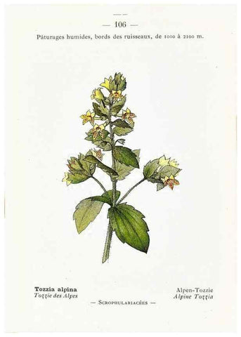 Reproducción/Reproduction 49345761702: Nouvelle flore coloriée de poche des Alpes et des Pyrénées.. Paris,Klincksieck,1906-1912.. 