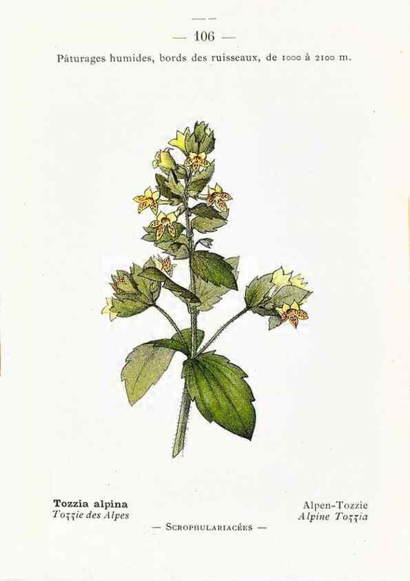 Reproducción/Reproduction 49345761702: Nouvelle flore coloriée de poche des Alpes et des Pyrénées.. Paris,Klincksieck,1906-1912.. 