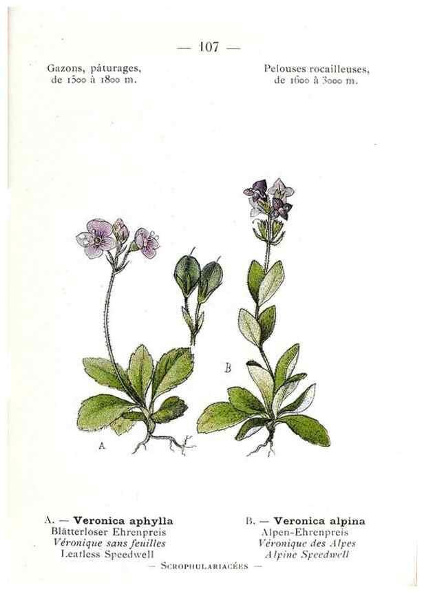 Reproducción/Reproduction 49345762392: Nouvelle flore coloriée de poche des Alpes et des Pyrénées.. Paris,Klincksieck,1906-1912.. 