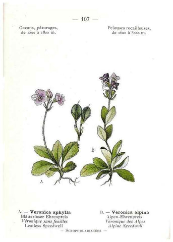 Reproducción/Reproduction 49345762392: Nouvelle flore coloriée de poche des Alpes et des Pyrénées.. Paris,Klincksieck,1906-1912.. 