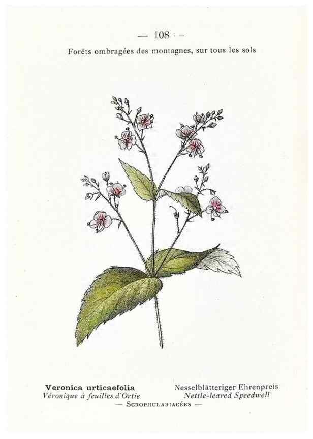 Reproducción/Reproduction 49345089753: Nouvelle flore coloriée de poche des Alpes et des Pyrénées.. Paris,Klincksieck,1906-1912.. 