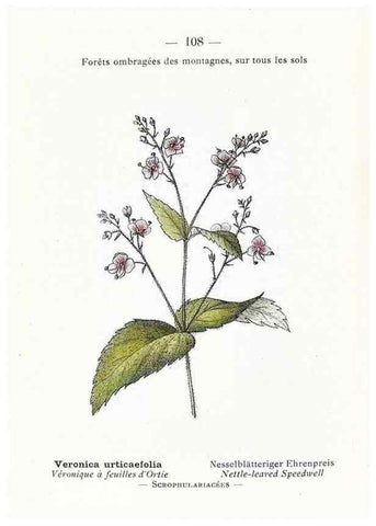 Reproducción/Reproduction 49345089753: Nouvelle flore coloriée de poche des Alpes et des Pyrénées.. Paris,Klincksieck,1906-1912.. 