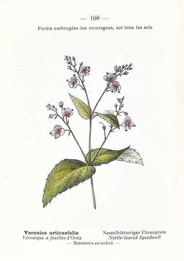 Reproducción/Reproduction 49345089753: Nouvelle flore coloriée de poche des Alpes et des Pyrénées.. Paris,Klincksieck,1906-1912.. 
