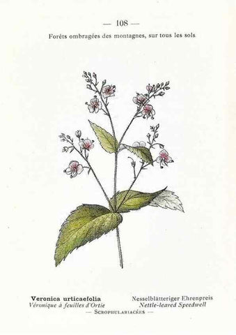 Reproducción/Reproduction 49345089753: Nouvelle flore coloriée de poche des Alpes et des Pyrénées.. Paris,Klincksieck,1906-1912.. 