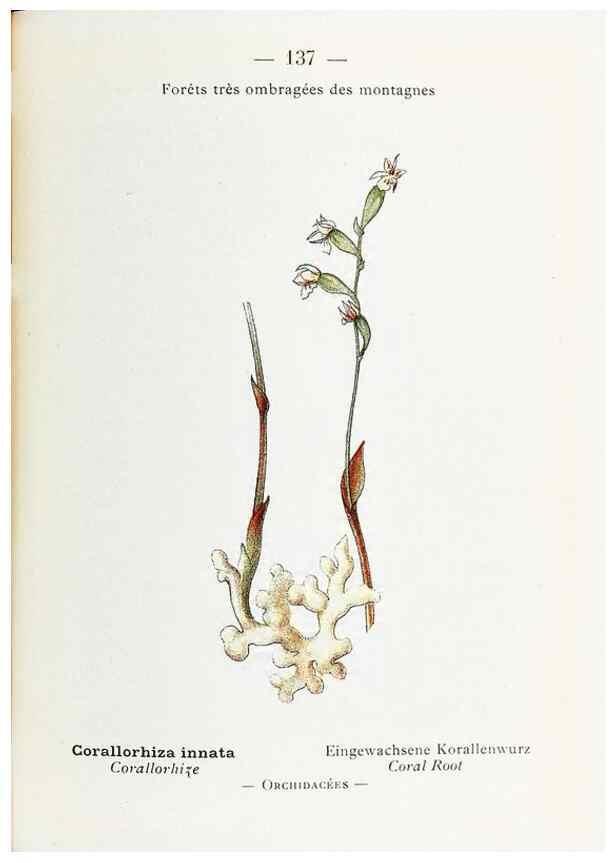 Reproducción/Reproduction 49345565556: Nouvelle flore coloriée de poche des Alpes et des Pyrénées.. Paris,Klincksieck,1906-1912.. 