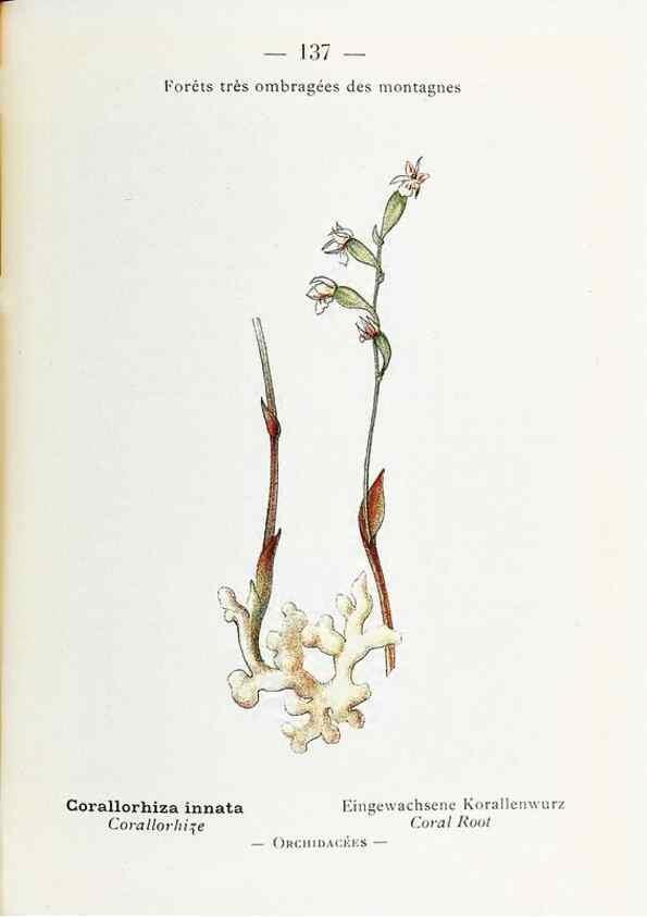 Reproducción/Reproduction 49345565556: Nouvelle flore coloriée de poche des Alpes et des Pyrénées.. Paris,Klincksieck,1906-1912.. 