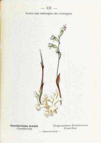 Reproducción/Reproduction 49345565556: Nouvelle flore coloriée de poche des Alpes et des Pyrénées.. Paris,Klincksieck,1906-1912.. 