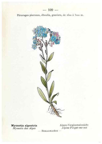 Reproducción/Reproduction 49345090138: Nouvelle flore coloriée de poche des Alpes et des Pyrénées.. Paris,Klincksieck,1906-1912.. 
