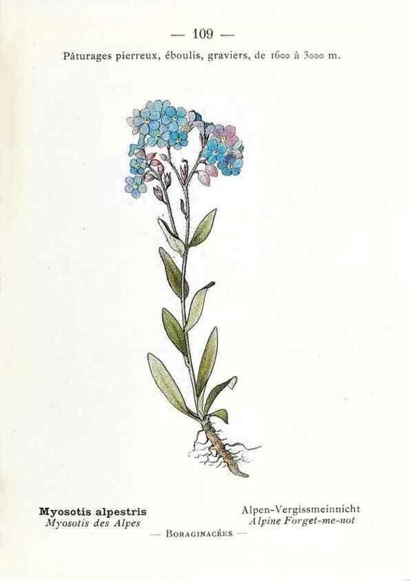 Reproducción/Reproduction 49345090138: Nouvelle flore coloriée de poche des Alpes et des Pyrénées.. Paris,Klincksieck,1906-1912.. 