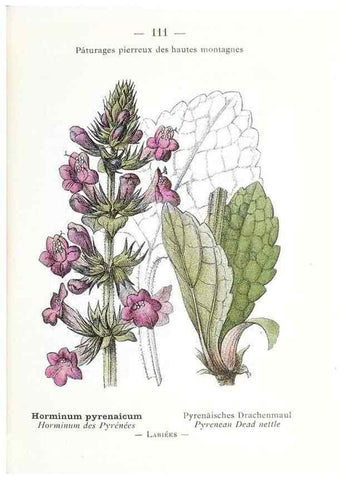 Reproducción/Reproduction 49345552021: Nouvelle flore coloriée de poche des Alpes et des Pyrénées.. Paris,Klincksieck,1906-1912.. 