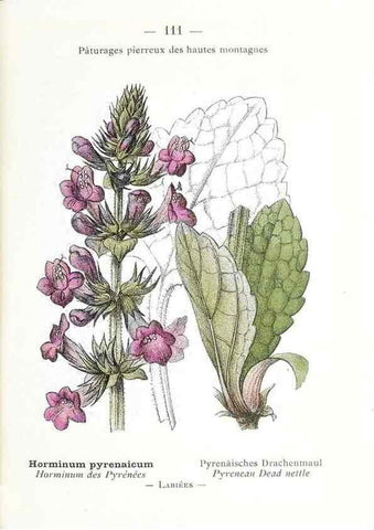 Reproducción/Reproduction 49345552021: Nouvelle flore coloriée de poche des Alpes et des Pyrénées.. Paris,Klincksieck,1906-1912.. 