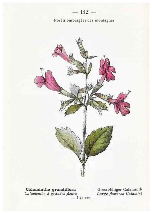 Reproducción/Reproduction 49345764272: Nouvelle flore coloriée de poche des Alpes et des Pyrénées.. Paris,Klincksieck,1906-1912.. 