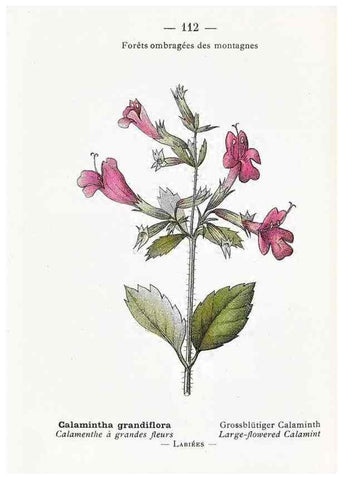 Reproducción/Reproduction 49345764272: Nouvelle flore coloriée de poche des Alpes et des Pyrénées.. Paris,Klincksieck,1906-1912.. 
