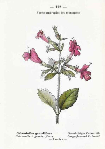 Reproducción/Reproduction 49345764272: Nouvelle flore coloriée de poche des Alpes et des Pyrénées.. Paris,Klincksieck,1906-1912.. 