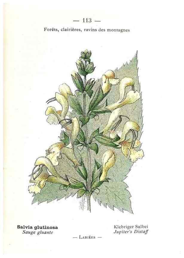 Reproducción/Reproduction 49345091483: Nouvelle flore coloriée de poche des Alpes et des Pyrénées.. Paris,Klincksieck,1906-1912.. 