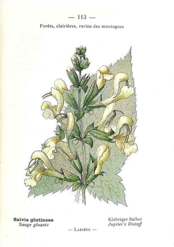 Reproducción/Reproduction 49345091483: Nouvelle flore coloriée de poche des Alpes et des Pyrénées.. Paris,Klincksieck,1906-1912.. 