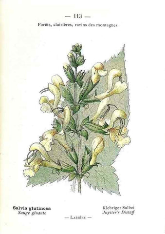 Reproducción/Reproduction 49345091483: Nouvelle flore coloriée de poche des Alpes et des Pyrénées.. Paris,Klincksieck,1906-1912.. 
