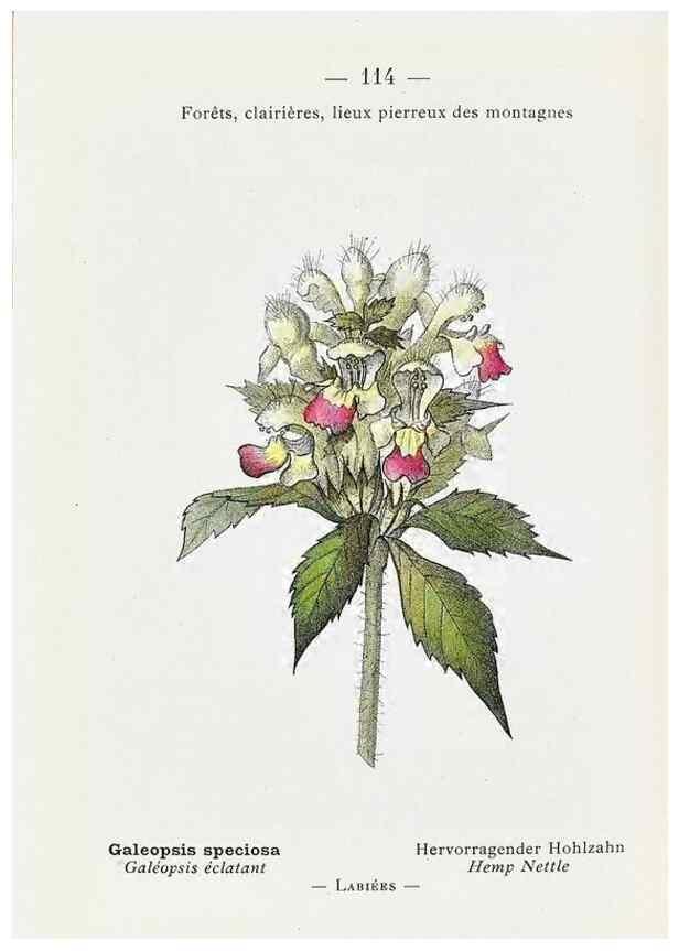Reproducción/Reproduction 49345091888: Nouvelle flore coloriée de poche des Alpes et des Pyrénées.. Paris,Klincksieck,1906-1912.. 