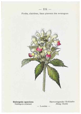 Reproducción/Reproduction 49345091888: Nouvelle flore coloriée de poche des Alpes et des Pyrénées.. Paris,Klincksieck,1906-1912.. 