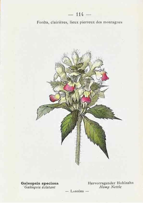 Reproducción/Reproduction 49345091888: Nouvelle flore coloriée de poche des Alpes et des Pyrénées.. Paris,Klincksieck,1906-1912.. 