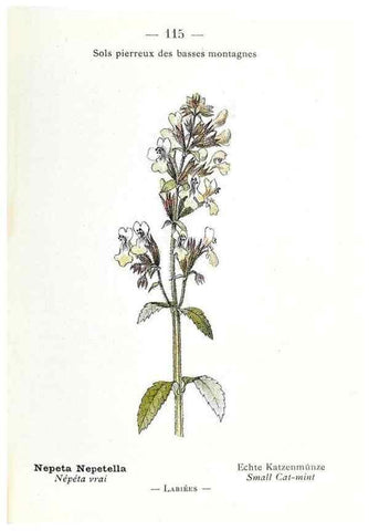 Reproducción/Reproduction 49345765322: Nouvelle flore coloriée de poche des Alpes et des Pyrénées.. Paris,Klincksieck,1906-1912.. 
