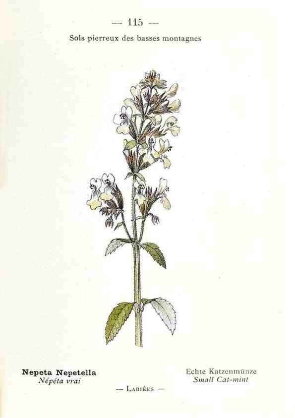 Reproducción/Reproduction 49345765322: Nouvelle flore coloriée de poche des Alpes et des Pyrénées.. Paris,Klincksieck,1906-1912.. 