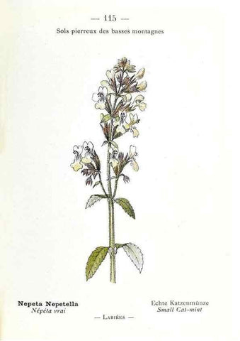 Reproducción/Reproduction 49345765322: Nouvelle flore coloriée de poche des Alpes et des Pyrénées.. Paris,Klincksieck,1906-1912.. 